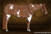 Horse Color:White Spotted Chestnut 