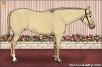 Horse Color:Palomino Dun Sabino
