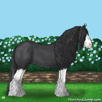Horse Color:Blue Roan Splash 