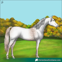Horse Color:Gray Gold Champagne 
