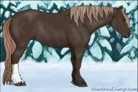 Horse Color:Liver Chestnut Rabicano 