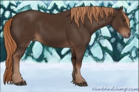 Horse Color:Liver Chestnut Rabicano 