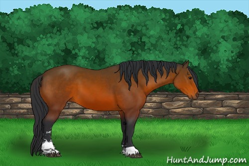 Horse Color:Brown Sabino 