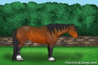 Horse Color:Brown Sabino 