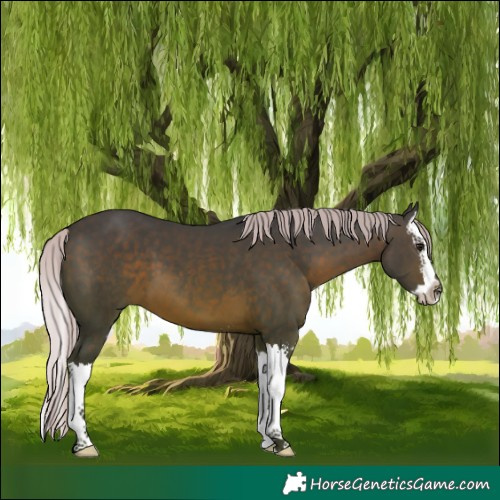 Horse Color:Silver Brown Sabino Splash 