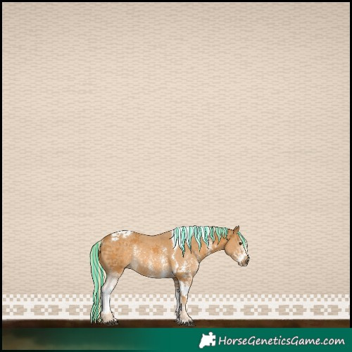 Horse Color:Painted Palomino Sabino Tobiano Rabicano 