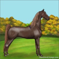 Horse Color:Liver Chestnut Rabicano 