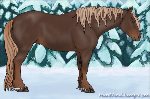 Horse Color:Liver Chestnut 