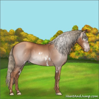 Horse Color:Gray White Spotted Gold Champagne Mushroom 