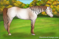 Horse Color:Gray Gold Champagne 