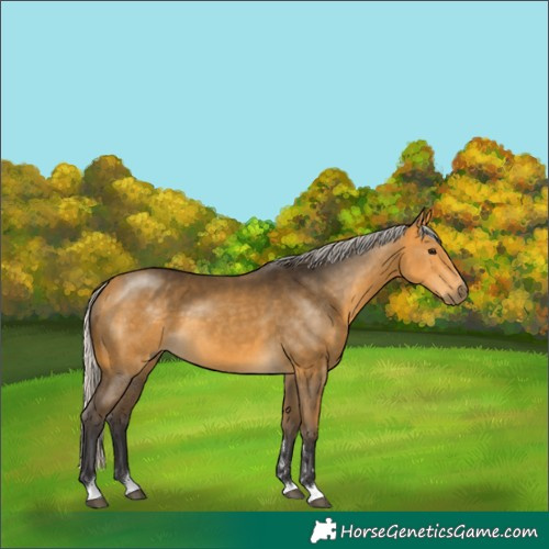 Horse Color:Silver Buckskin 