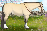 Horse Color:Buckskin Dun Splash