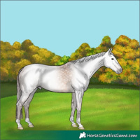 Horse Color:Gray Chocolate Bay Dun 