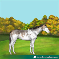 Horse Color:Buckskin Sabino Splash 