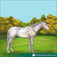 Horse Color:Watercolor Silver Brown Appaloosa 