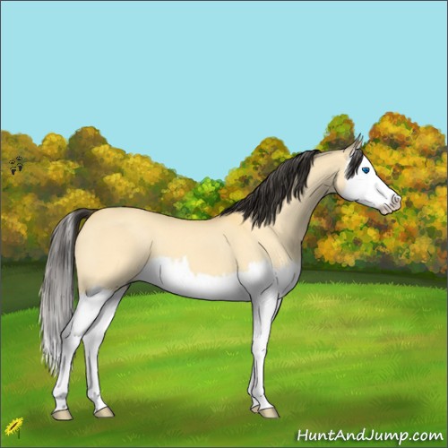 Horse Color:Buckskin Dun Splash 