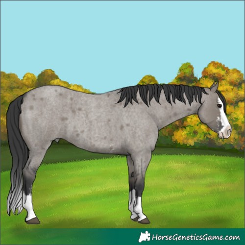 Horse Color:Grullo Roan Sabino Splash 