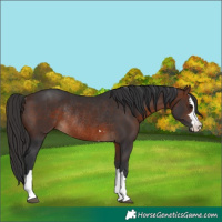 Horse Color:Brown Rabicano 
