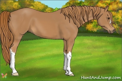 Horse Color:Chestnut 