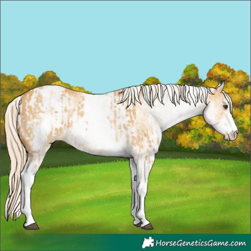 Horse Color:White Spotted Palomino Dun Rabicano  and White Spotted Palomino Dun Rabicano 