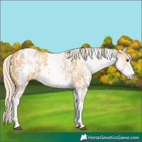 Horse Color:White Spotted Palomino Dun Rabicano and White Spotted Palomino Dun Rabicano