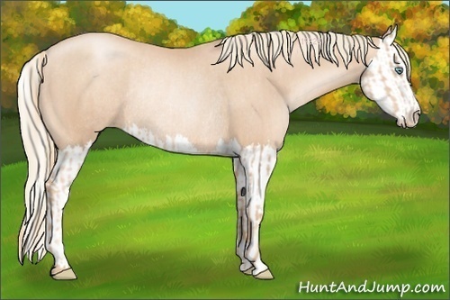 Horse Color:Gold Champagne Pearl Rabicano and Gold Champagne Pearl Splash Rabicano