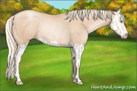 Horse Color:Gold Champagne Pearl Rabicano  and Gold Champagne Pearl Splash Rabicano 