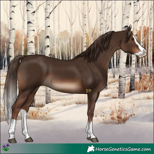 Horse Color:Liver Chestnut Splash 