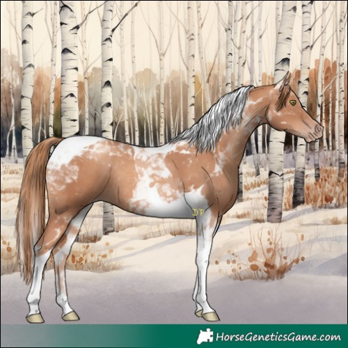 Horse Color:Gold Champagne Tobiano Rabicano