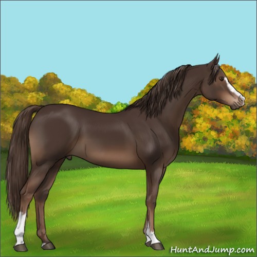 Horse Color:Liver Chestnut Sabino 
