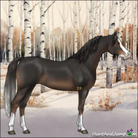 Horse Color:Liver Chestnut Splash 