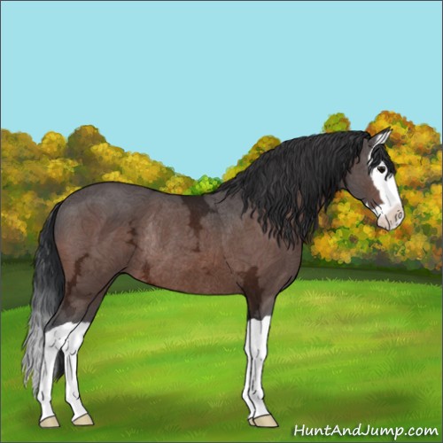 Horse Color:Bay Ice Splash Rabicano 