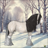 Horse Color:Bay Ice Dun Splash Rabicano 
