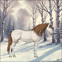 Horse Color:Red Dun Ice Rabicano 