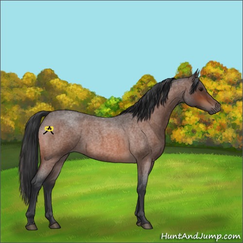 Horse Color:Bay Roan 