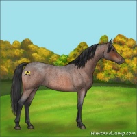 Horse Color:Bay Roan 