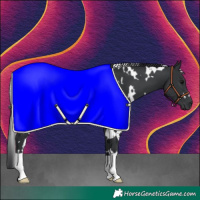 Horse Color:White Spotted Black 