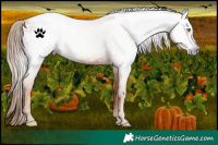 Horse Color:Gray Gold Champagne Appaloosa 