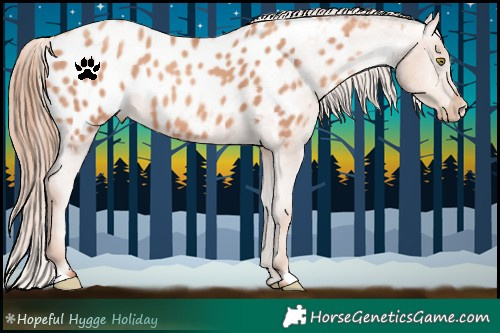 Horse Color:Gold Champagne Appaloosa 