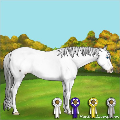 Horse Color:Liver Chestnut Sabino Splash Tobiano Appaloosa 