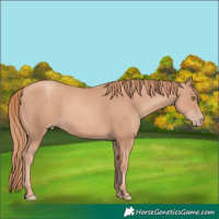 Horse Color:Gold Champagne 