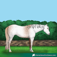 Horse Color:Gray Gold Champagne 