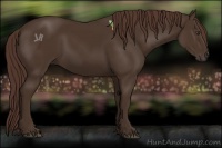 Horse Color:Liver Chestnut 