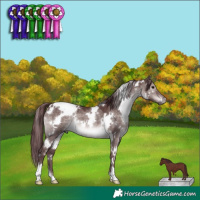 Horse Color:Platinum White Spotted Chocolate Brown Dun 