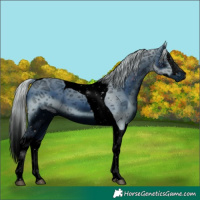 Horse Color:ERROR: UNKNOWN ANOMALY