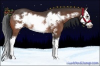 Horse Color:Bay Splash Frame Rabicano 