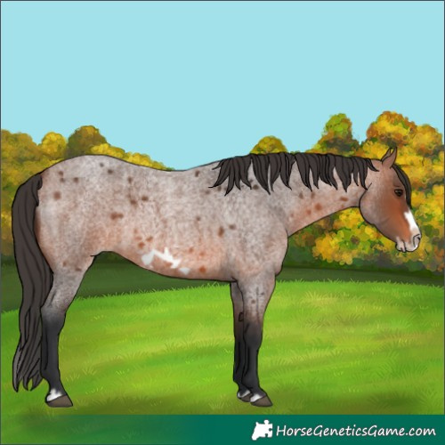 Horse Color:Bay Roan Splash Frame Rabicano 