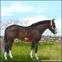 Horse Color:Brown Splash Frame Rabicano