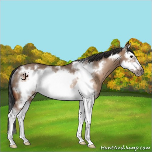 Horse Color:Bay Dun Splash Frame Rabicano 