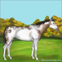 Horse Color:Bay Dun Splash Frame Rabicano 